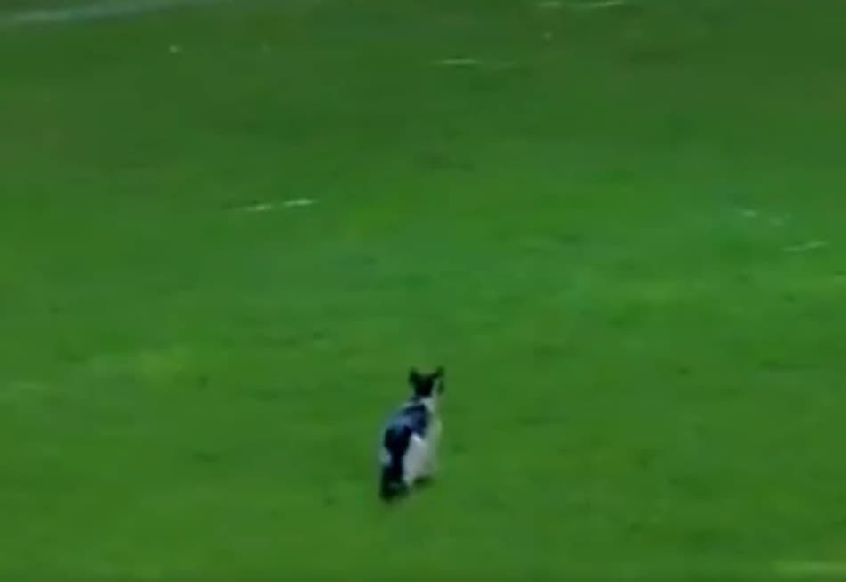 Libertadores mantém "tradição" e animal invade gramado