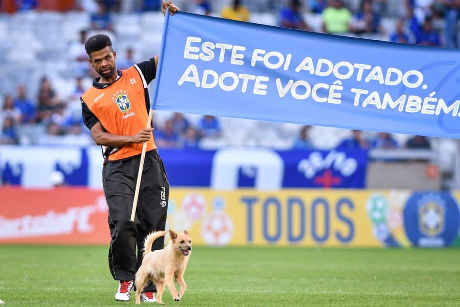 Cruzeiro promove ação para que cães abandonados sejam adotados