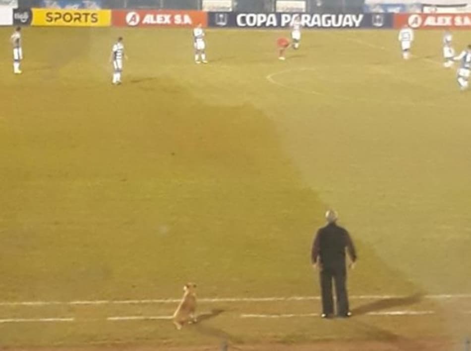Cachorro “trabalha” como auxiliar técnico no futebol paraguaio; Confira