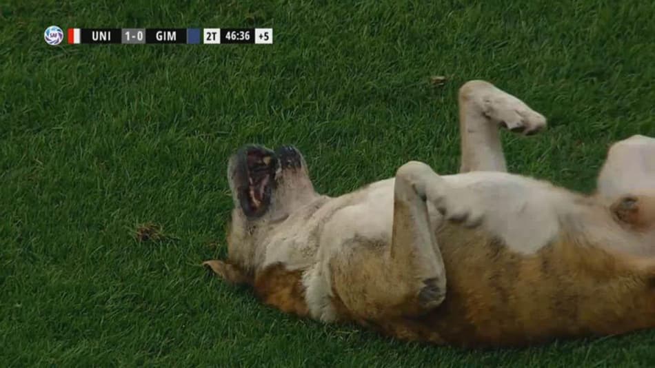Cachorro invade o campo em partida da Superliga Argentina