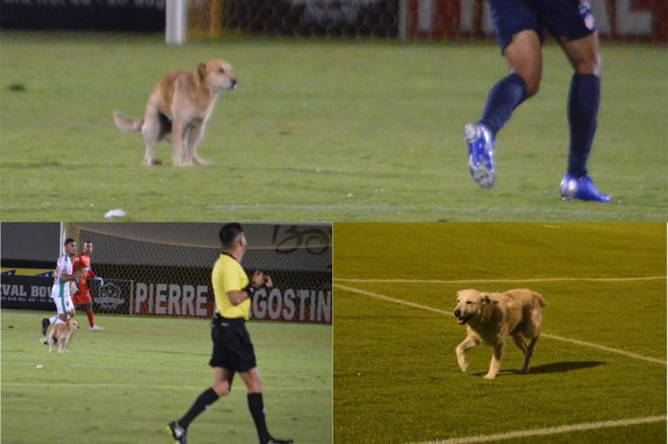 Cachorro ‘atrevido’ e gato ‘habilidoso’ roubam a cena no futebol latino