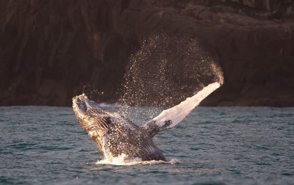 Quatro animais foram flagrados entre domingo (31) e segunda-feira (1º) em Ilhabela (SP). O projeto Baleia à Vista já avistou nove em 2020.