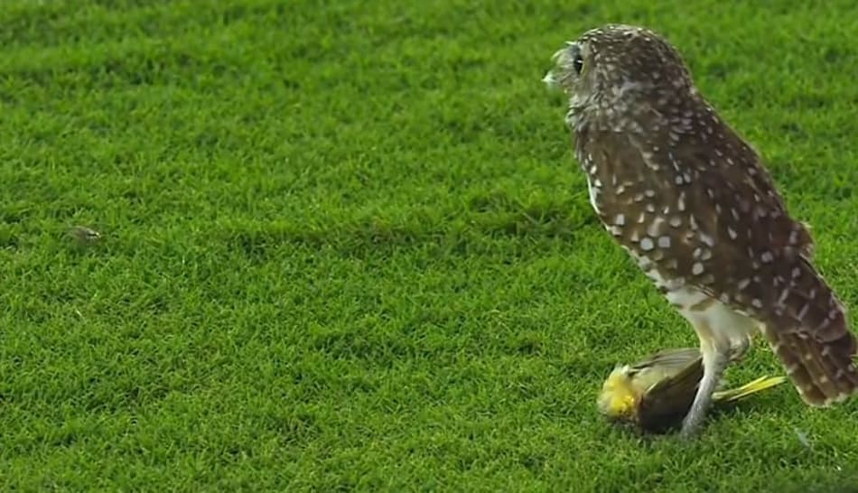 Animal diferente acompanhou, do gramado, jogo da Major League Soccer
