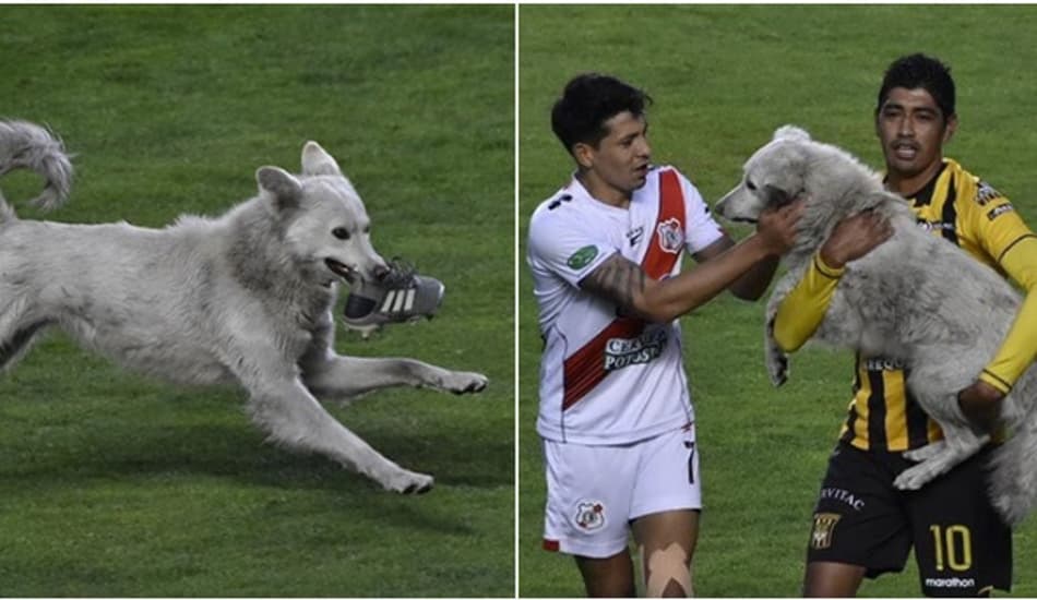 Cachorro entra em campo e rouba chuteira de jogador