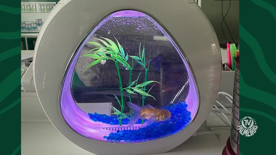 Vídeo: Abel conta como peixe Libertadores ajudou a motivar Palmeiras em busca do tri