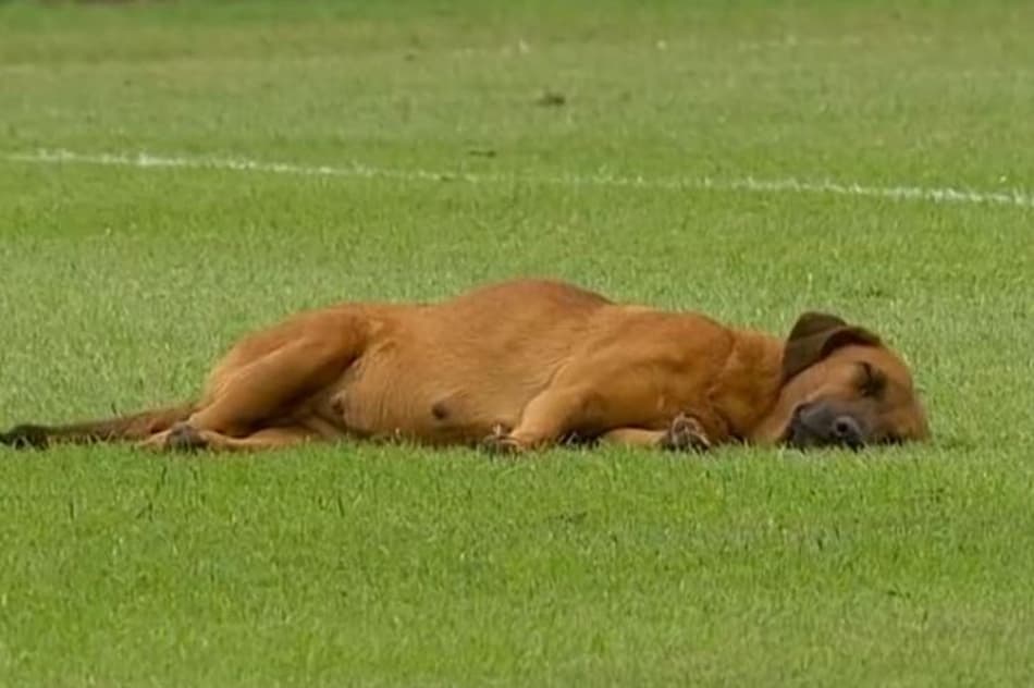 Acredite se quiser! Cachorro tira soneca em campo durante partida; assista