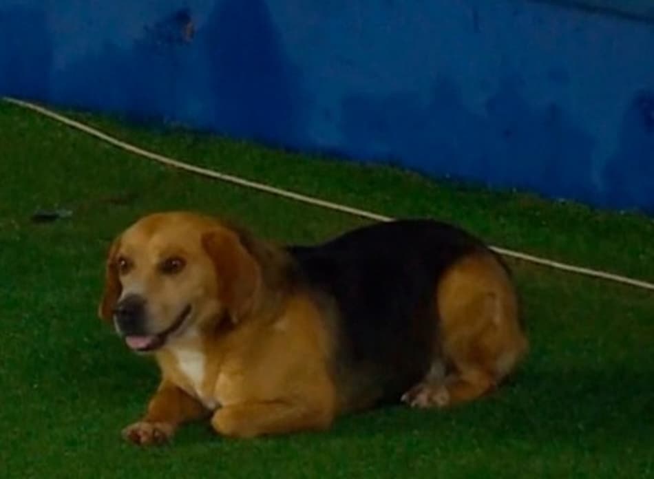 Golaço? Cachorro invade campo e faz necessidades na frente do gol