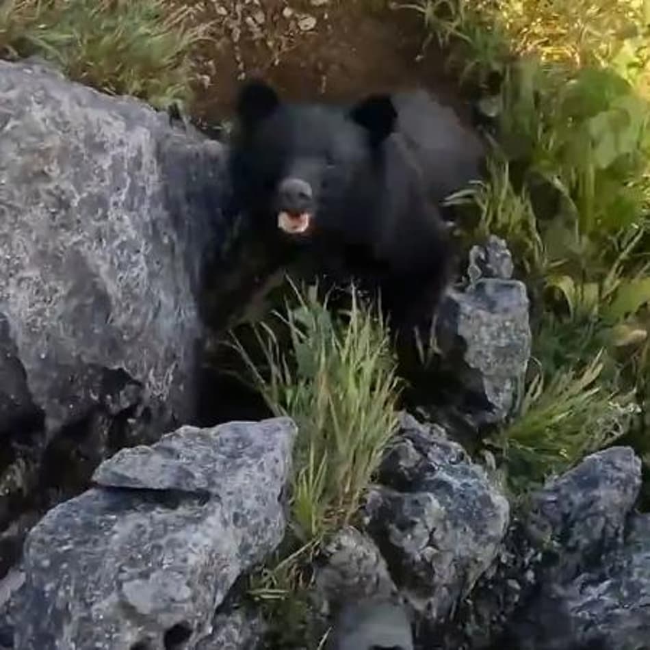 VÍDEO: Alpinista escapa de ataque de urso enquanto escalava montanha