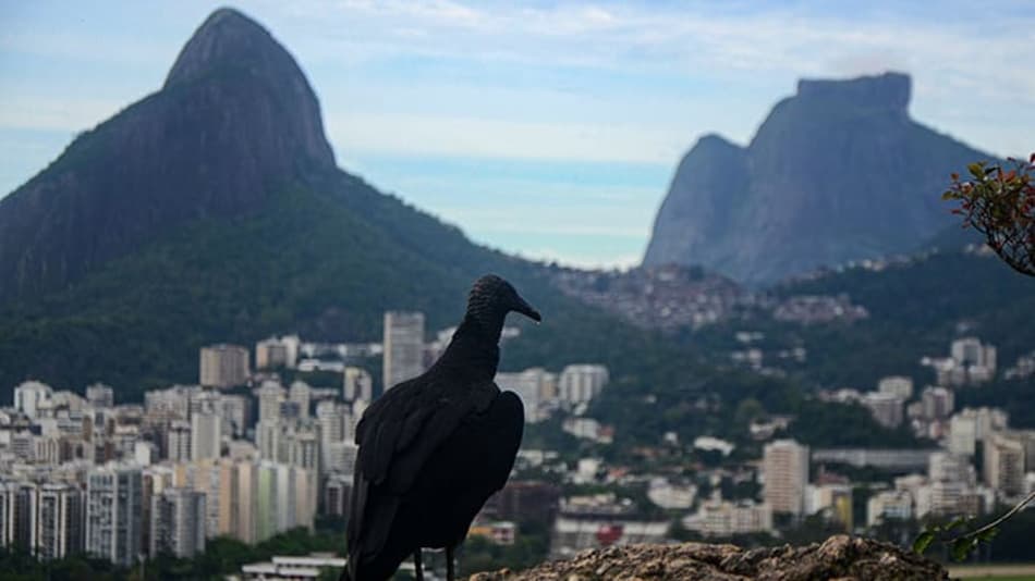 Rio-Floresta: fotógrafo português cria exposição que une o Flamengo com belezas naturais da cidade