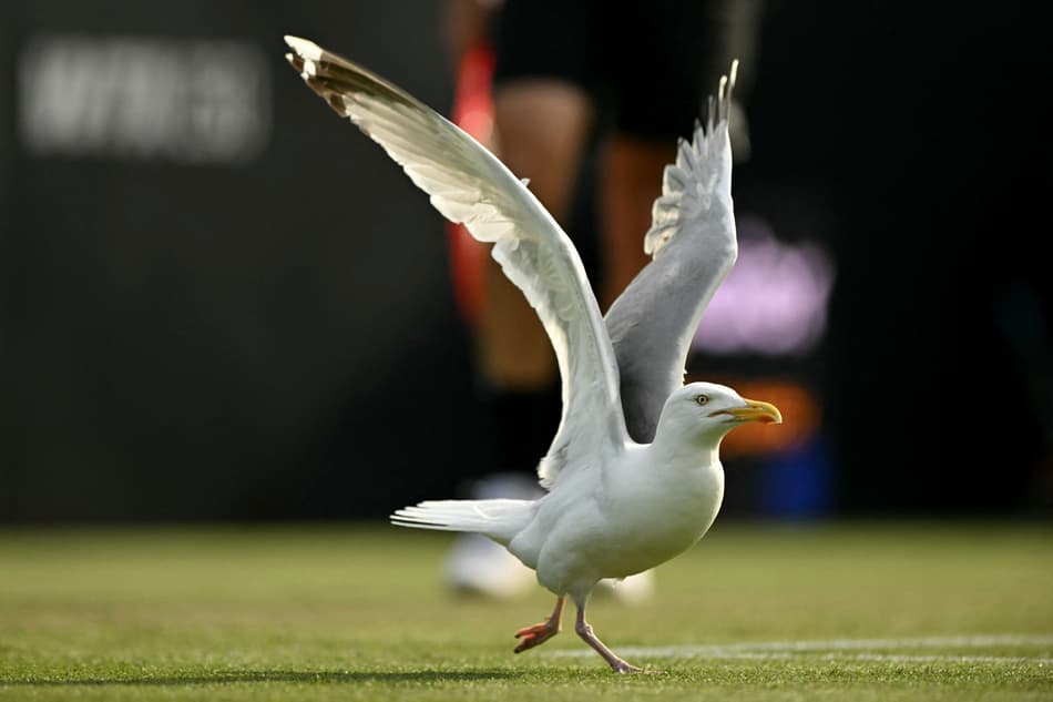 Uma gaivota caminha na quadra de grama no ATP de Eastbourne (foto: Glyn KIRK / AFP)