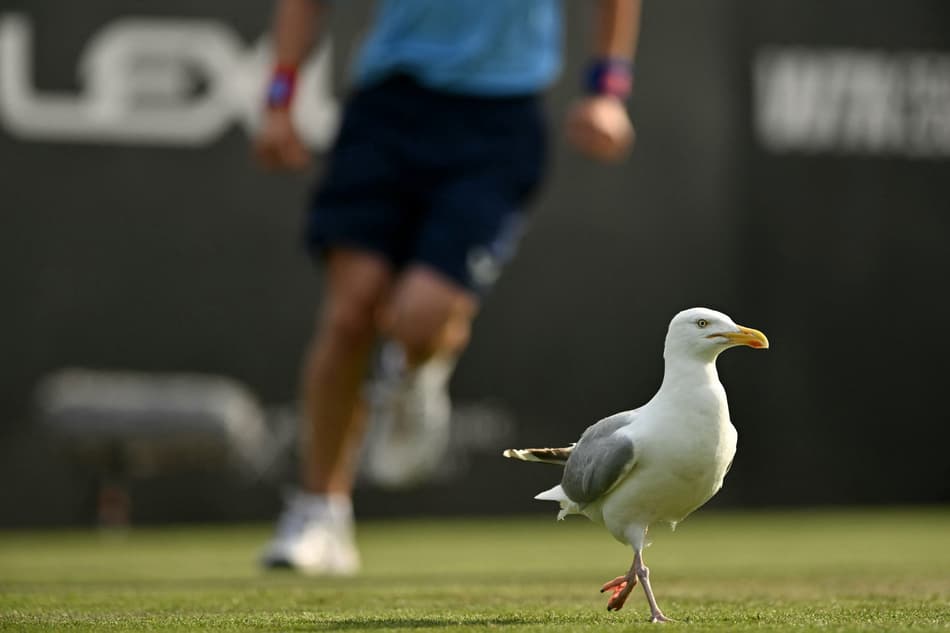 Gaivotas roubam a cena em partida do ATP de Eastbourne