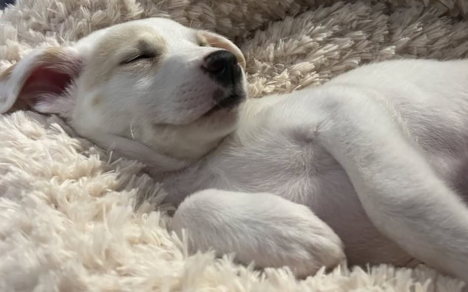 Cachorrinha foi resgatada na Ilha das Flores, em Porto Alegre. (Foto: Reprodução/Instagram)