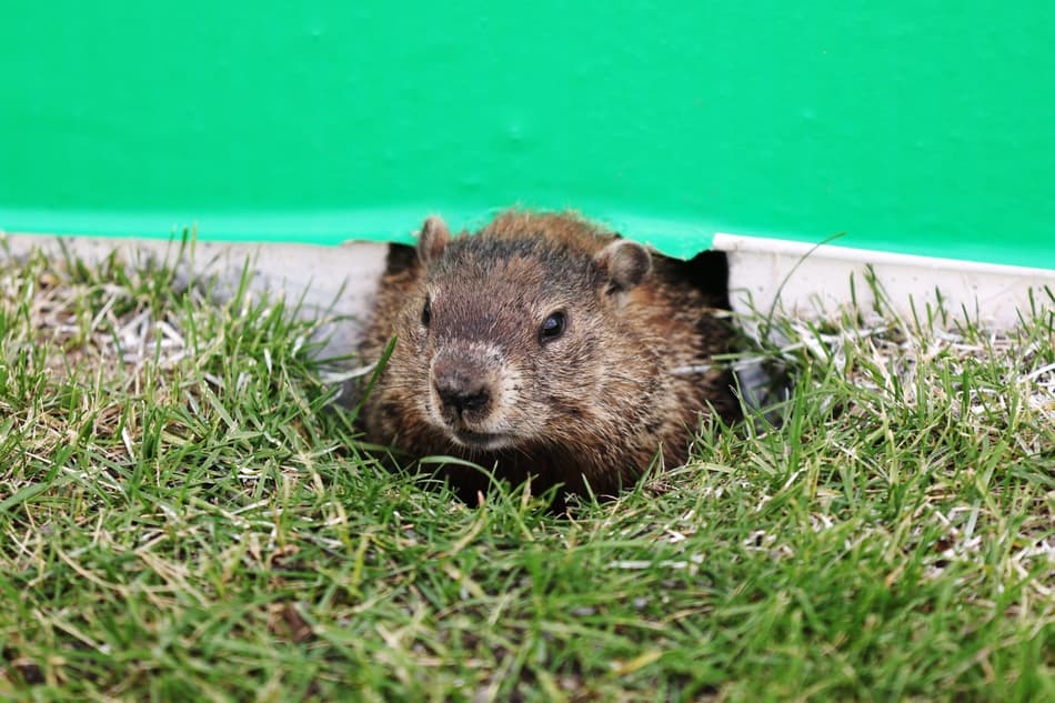 Uma marmota aparece no circuito Gilles-Villeneuve, em Montreal (foto: Meg Oliphant / GETTY IMAGES NORTH AMERICA / Getty Images via AFP)