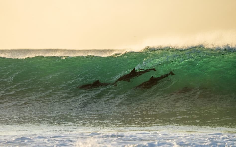 Golfinhos durante bateria na etapa de J-Bay na WSL (Foto: Alan Van Gysen/World Surf League)