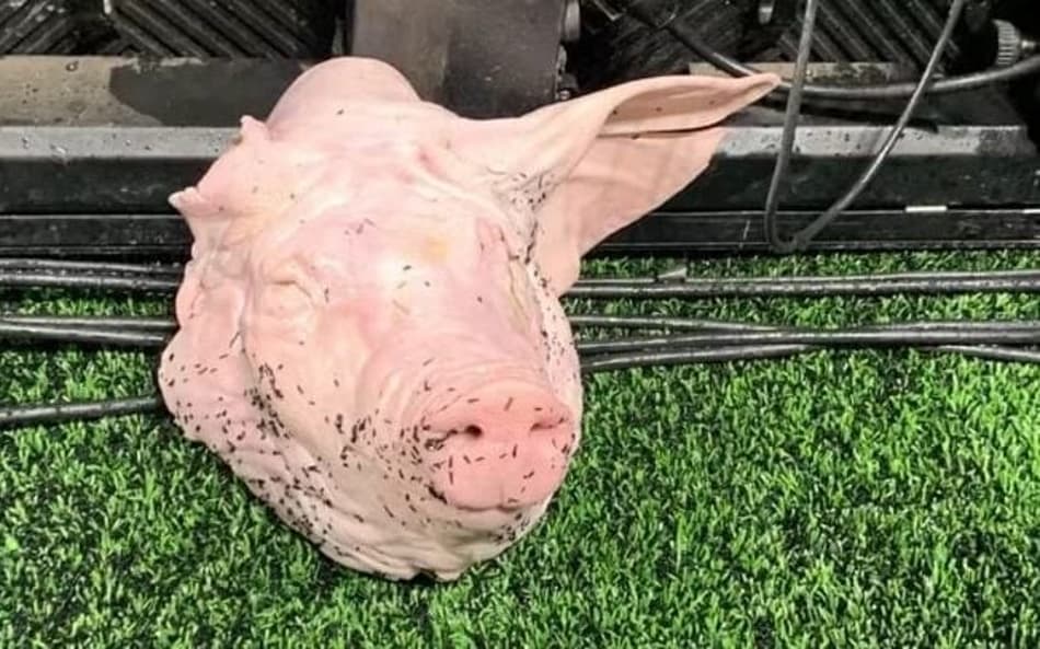 Cabeça de porco na Neo Química Arena (Foto: Reprodução)