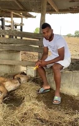 Borja alimenta vaca que foi vítima de violência